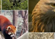 Quiz Les animaux en anglais