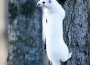Quiz Quel est cet animal ?