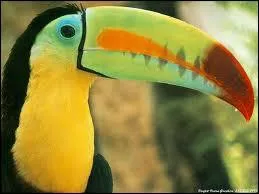 Comment s'appelle cet oiseau ?