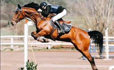 Quiz Galop 1