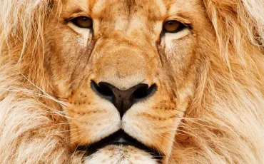 Quiz Lions