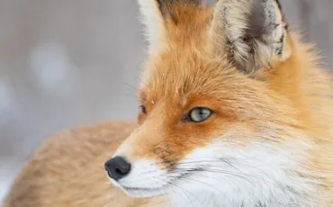Quiz Renards