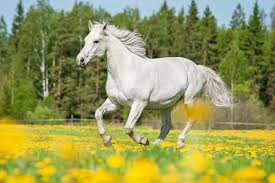 Quiz Chevaux
