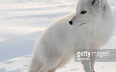 Quiz Renards