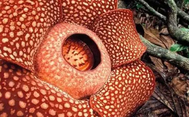 Quiz Fleurs