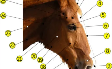 Quiz Galop 3
