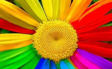 Quiz Couleurs