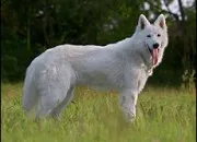 Quiz Quelle est la race de ce chien ?