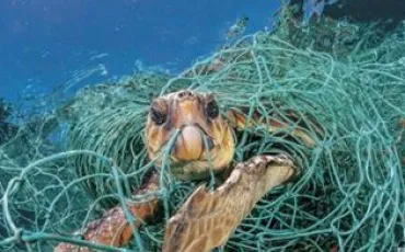 Quiz Tortues