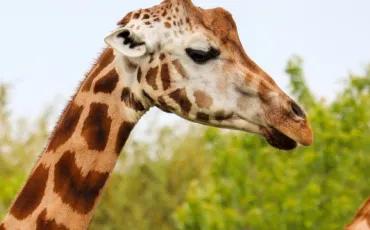 Quiz Animaux bizarres