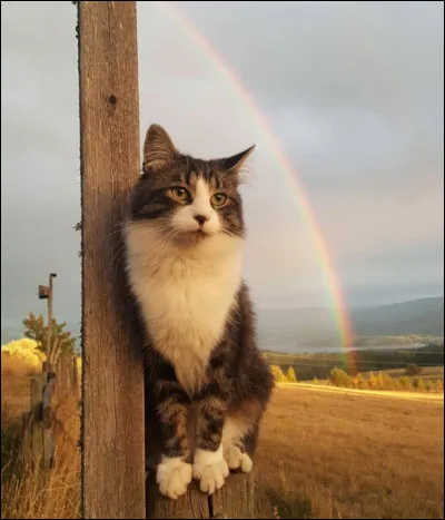 Qui peut être cette chatte ?