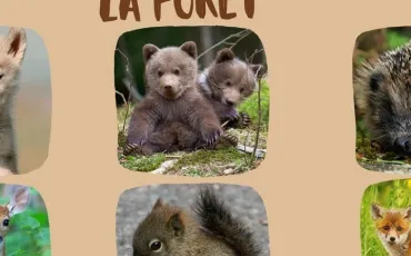 Quiz Animaux