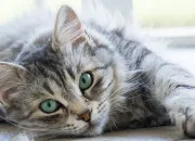 Test Quelle serait ta vie en tant que chat ?
