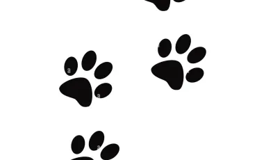 Quiz Animaux