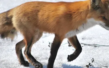 Quiz Renards