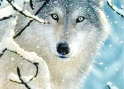 Test Pourrais-tu tre un loup ?