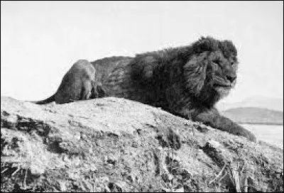 Quel nom de région porte ce lion aujourd'hui disparu ?
