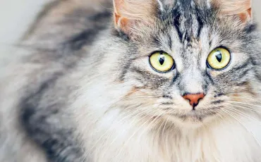 Quiz Animaux