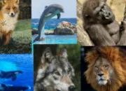Test Quelle sorte d'animal es-tu ?