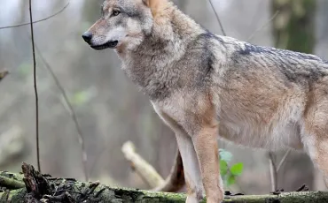 Quiz Loups