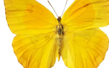 Quiz Papillons