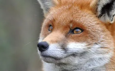 Quiz Animaux