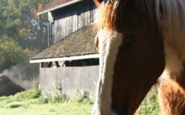 Quiz Galop 4
