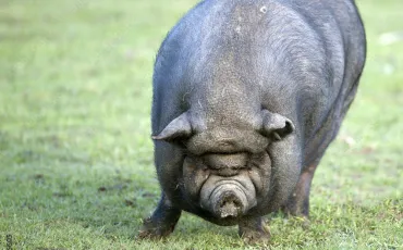 Quiz Cochons