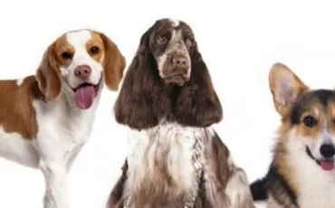 Quiz Races de chiens