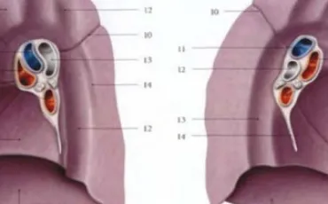 Quiz Anatomie
