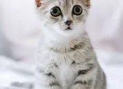 Quiz Animaux