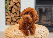 Quiz Races de chiens