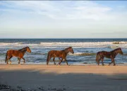 Quiz Quiz Chevaux
