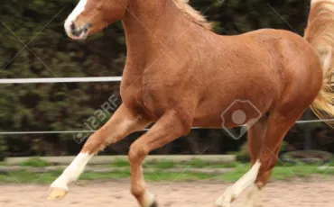Quiz Galop 1