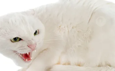 Quiz Animaux