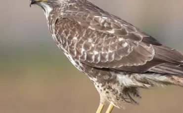 Quiz Rapaces