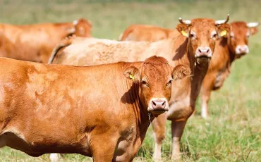 Quiz Vaches