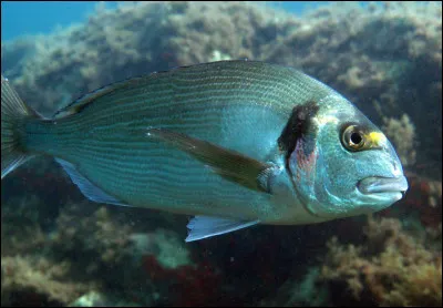 Quel est ce poisson ?