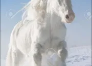 Test Quel cheval de race es-tu ?