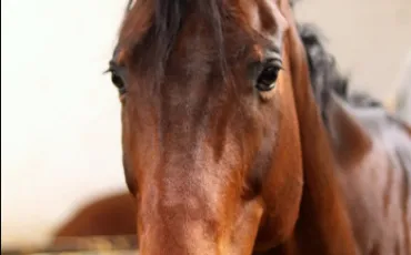 Quiz Galop 3