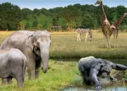 Quiz Un quiz qui en dit trs long sur les animaux domestiques