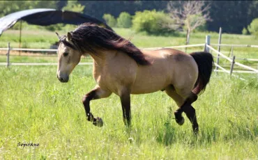 Quiz Galop 3