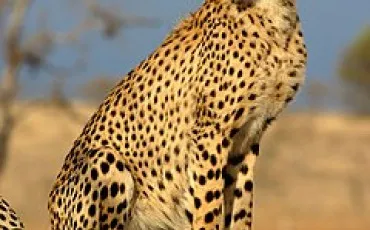 Quiz Guepard