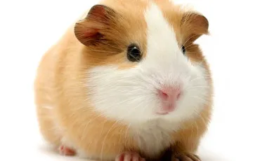 Quiz Cochons