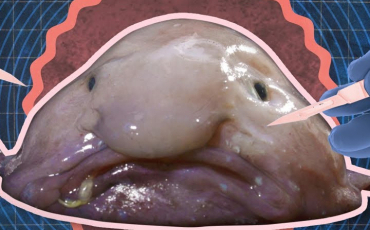 Quiz Animaux bizarres