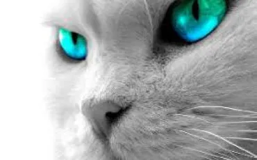 Quiz Animaux