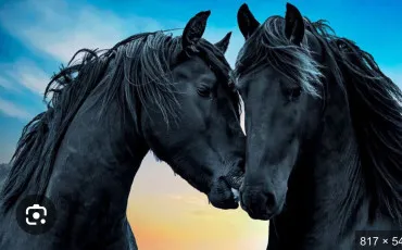 Quiz Galop 4