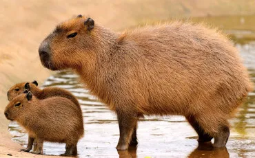 Quiz Animaux
