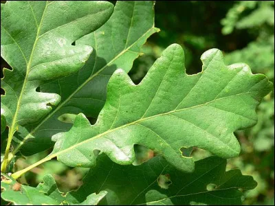 À quel arbre appartient cette feuille ?