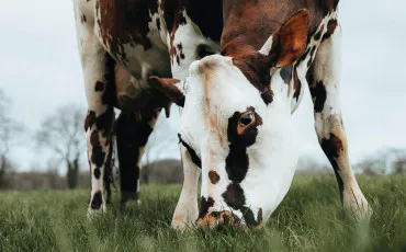 Quiz Vaches